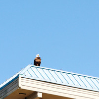 Alaska 2015 - 3 of 140 Eagle