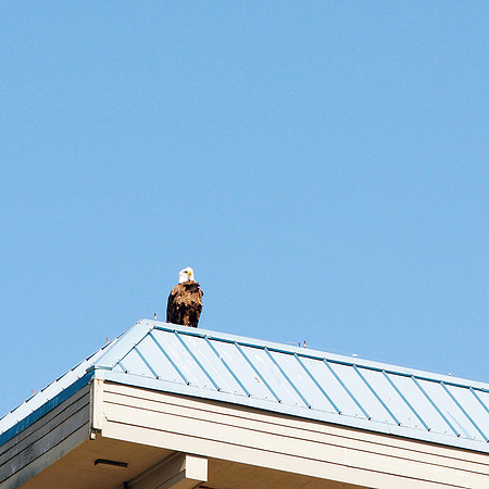 Alaska 2015 - 3 of 140 Eagle