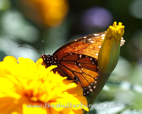Dreamy Butterfly Macro Photography for Sale