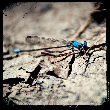 Damselfly Photograph, Macro Insect Photography Print