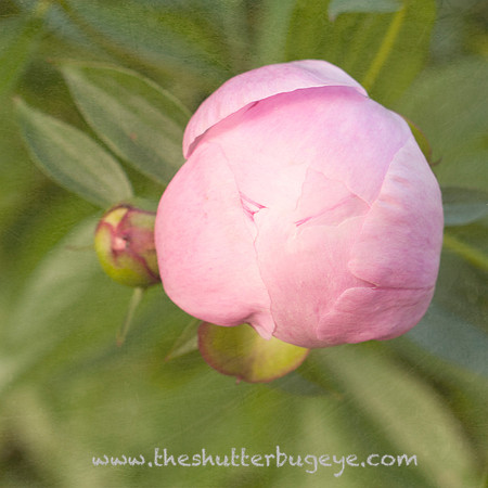 Nature Photograph for Sale, Dreamy Surreal Photography Prints