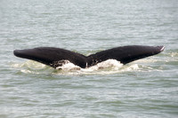 Alaska 2015 - 56 of 140 WhaleDive
