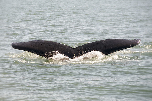 Alaska 2015 - 56 of 140 WhaleDive