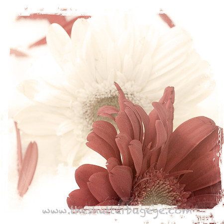 Dreamy Nature Photography, Fine Art Print for Sale