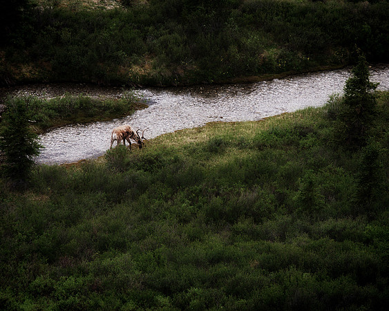 Alaska 2015 - 128 of 140 Caribou