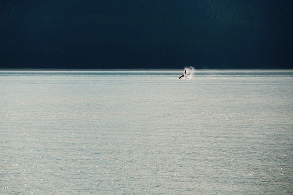 Alaska 2015 - 27 of 140 Whale