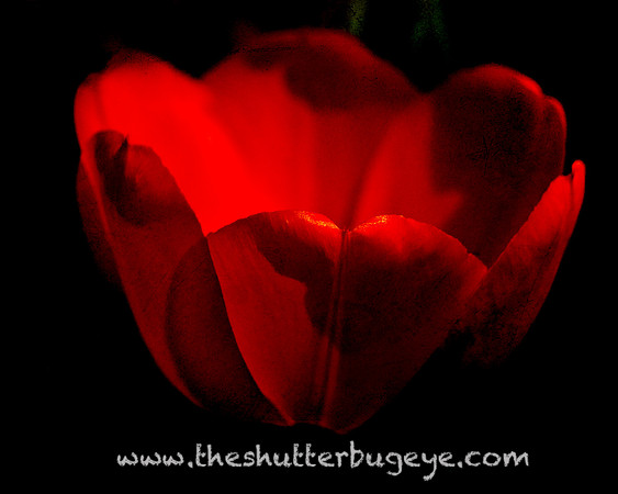 Flower Photography Prints for Sale, Dreamy Nature Photo