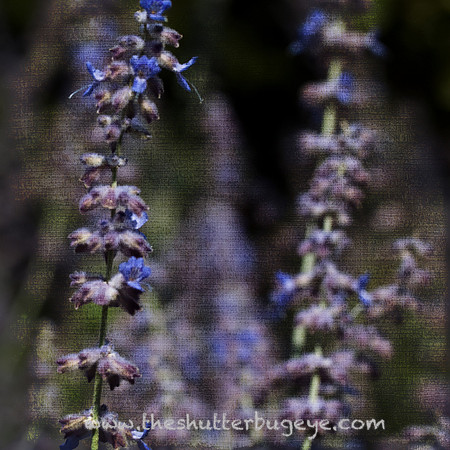 Dreamy Nature Photography, Fine Art Print for Sale