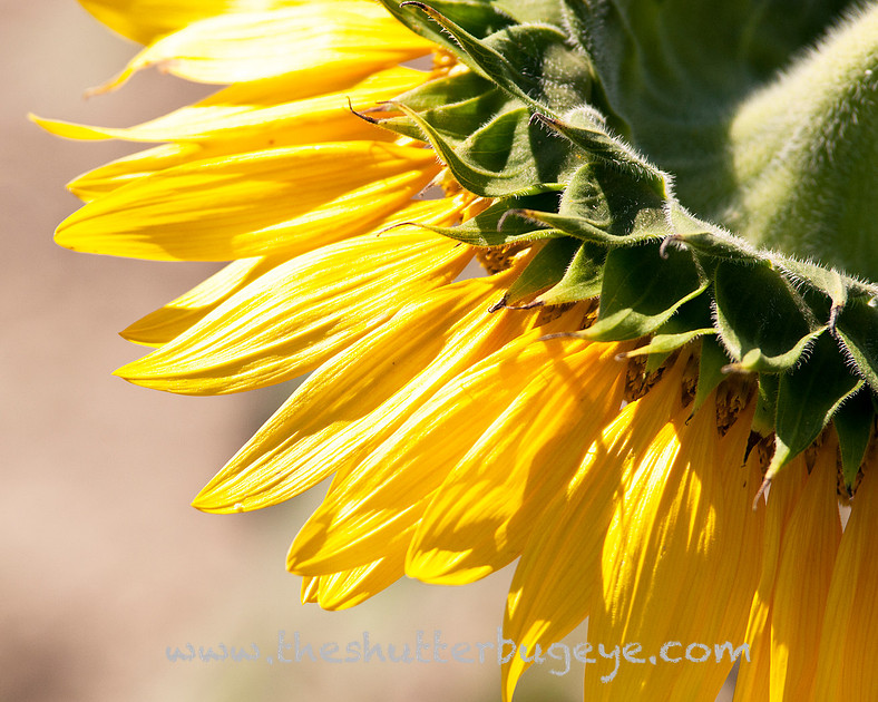 Sunflower photograph, close-up nature photography