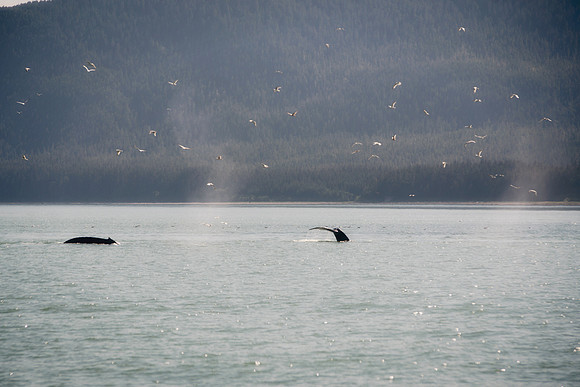 Alaska 2015 - 50 of 140 BubbleNet