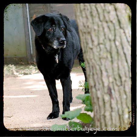 Dog Photography, Fine Art Pet Photo, Black Dog