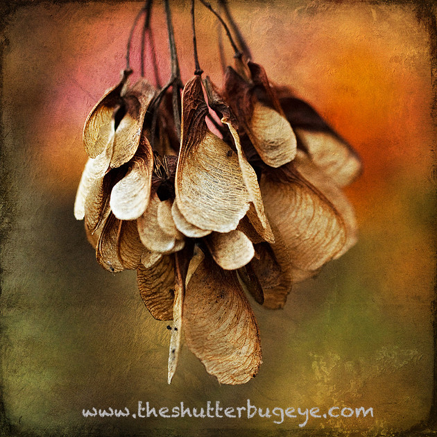 Painterly Photograph, Autumn Seed Pods