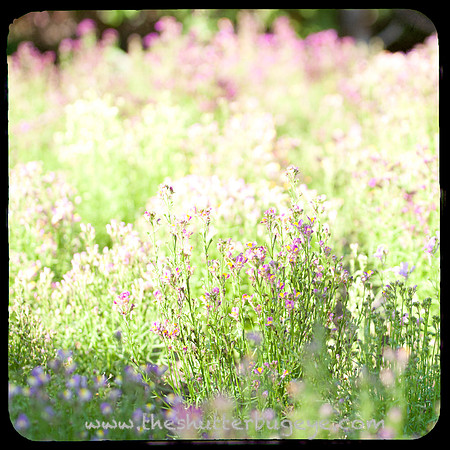 Dreamy Nature Photography, Fine Art Print for Sale