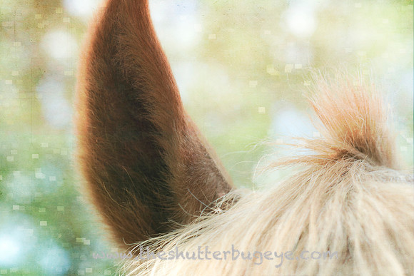 Horse Photography, Fine Art Print