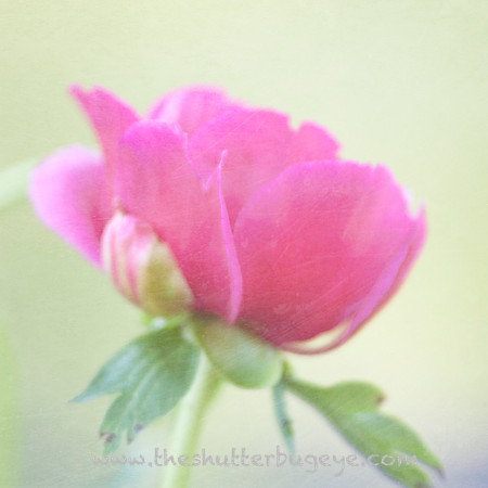 Dreamy Nature Photography, Fine Art Print for Sale