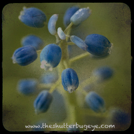 Dreamy Nature Photography, Fine Art Print for Sale