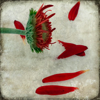 Still Life Photograph, Fine Art Photography Print for Sale