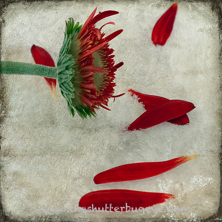 Still Life Photograph, Fine Art Photography Print for Sale