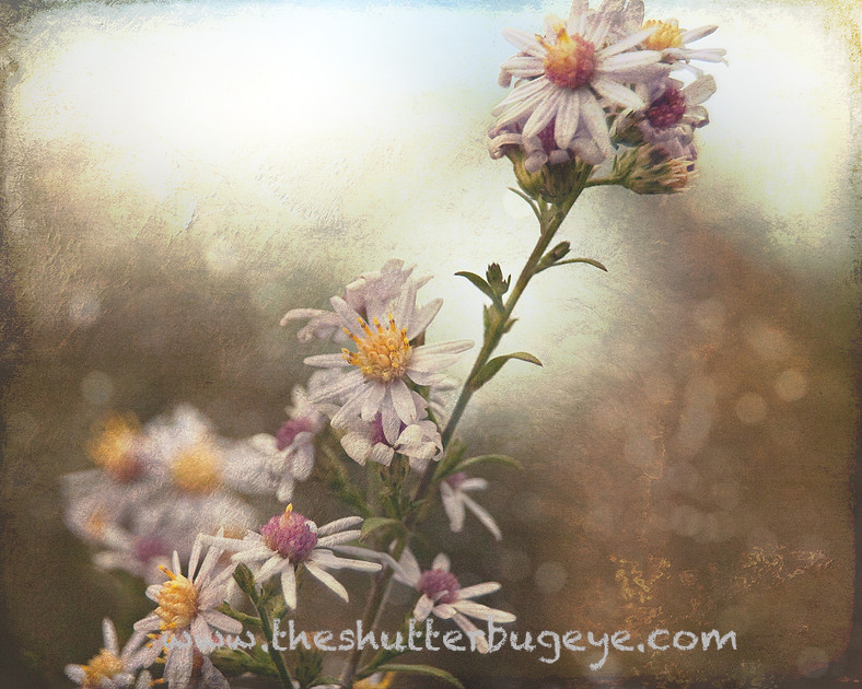 Dreamy nature photograph, Autumn flowers