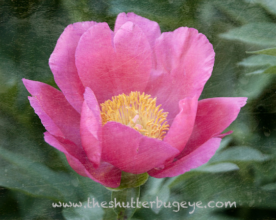 Nature Photograph for Sale, Dreamy Surreal Photography Prints