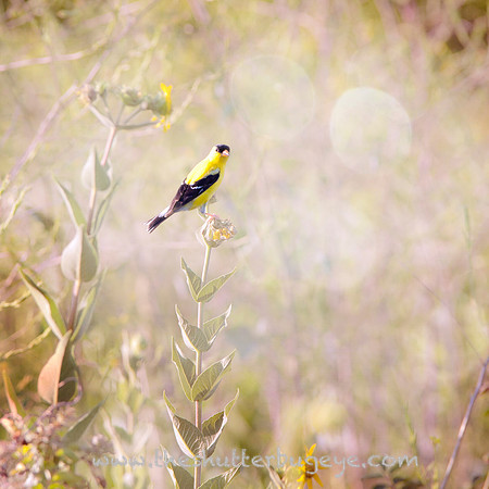 Nature Photography, Goldfinch Bird, Prairie