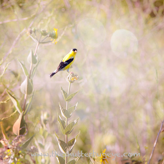 Photograph, goldfinch in the prairie, late summer nature photogrpahy