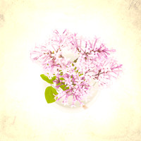 Still Life Photograph, Fine Art Photography Print for Sale