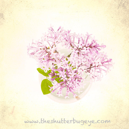 Still Life Photograph, Fine Art Photography Print for Sale