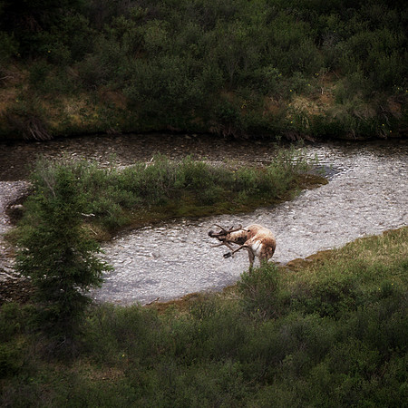 Alaska 2015 - 126 of 140 Caribou