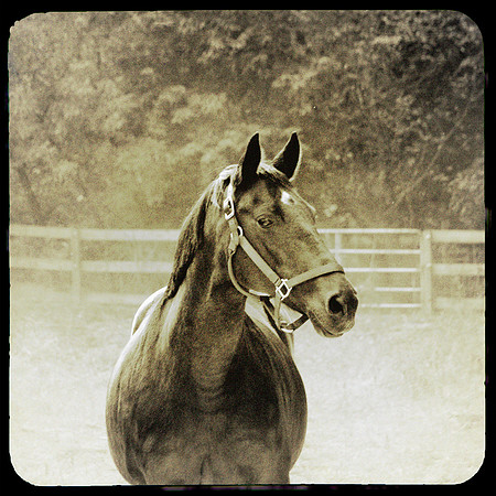 Horse