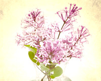 Still Life Photograph, Fine Art Photography Print for Sale