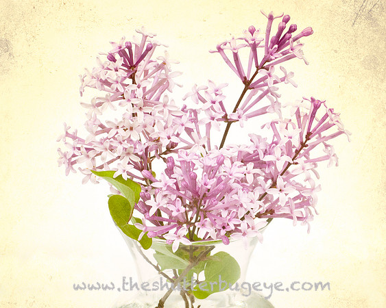 Still Life Photograph, Fine Art Photography Print for Sale