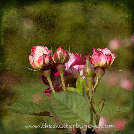 Nature Photograph for Sale, Dreamy Surreal Photography Prints