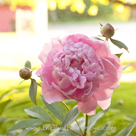 Nature Photograph for Sale, Dreamy Surreal Photography Prints