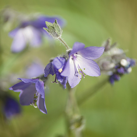 Alaska 2015 - 120 of 140 wildflower