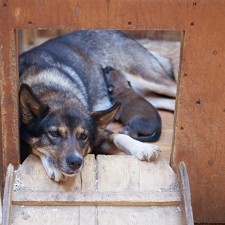 Alaska 2015 - 82 of 140 dogs