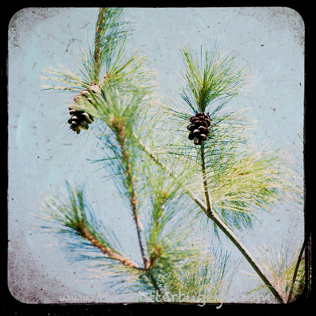 Pinecone TTV Photograph, Nature Photography