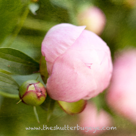 Nature Photograph for Sale, Dreamy Surreal Photography Prints