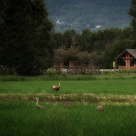 Alaska 2015 - 135 of 140 - Fairbanks