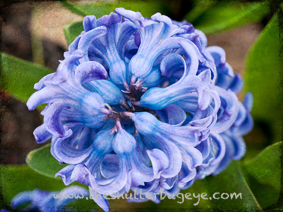 Dreamy Nature Photography, Fine Art Print for Sale