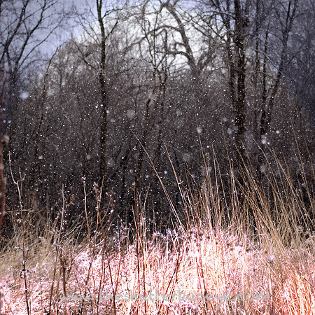 Dreamy Nature Photography, Fine Art Print for Sale