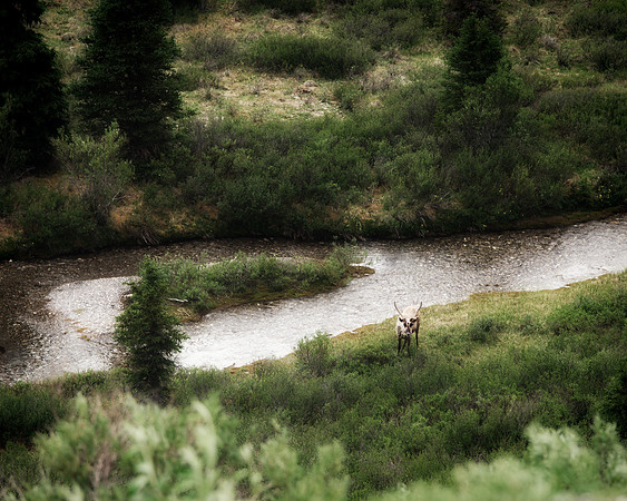 Alaska 2015 - 122 of 140 Caribou