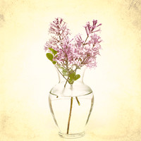 Still Life Photograph, Fine Art Photography Print for Sale