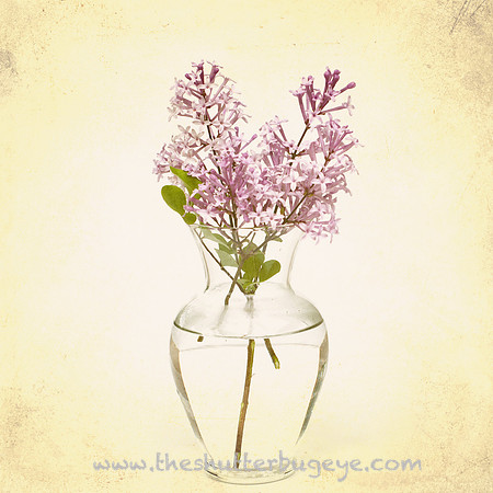 Still Life Photograph, Fine Art Photography Print for Sale