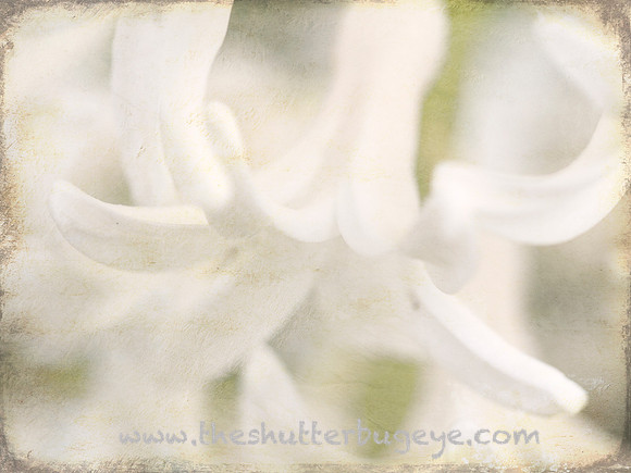 Flower Photography Prints for Sale, Dreamy Nature Photo
