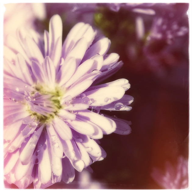 Dreamy purple mum macro photograph with water droplets.  Fine art photography print for sale.