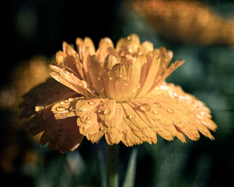 Fine art photography print of orange mum flower. Autumn decor