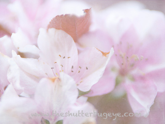 Dreamy Nature Photography Print