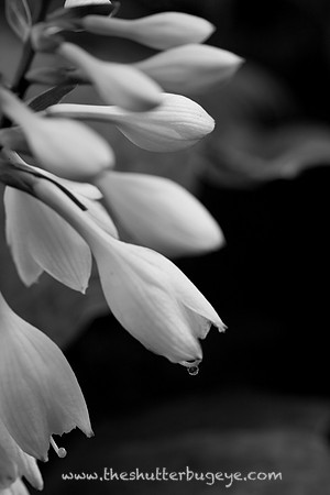 Fine Art Photography Print, Dreamy Nature