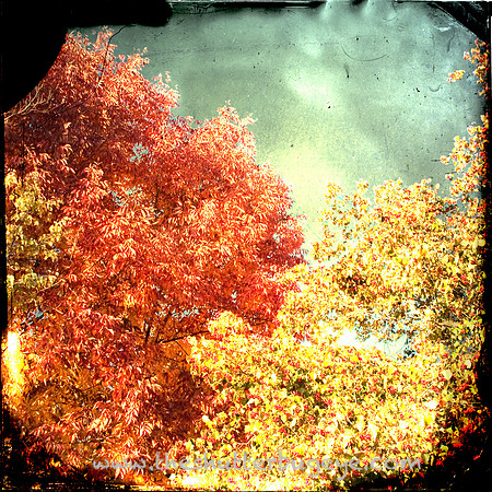 Dreamy Nature Photography, Fine Art Print for Sale